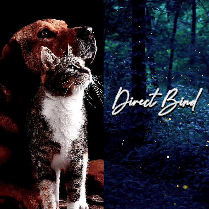 Beloved Departed Pet Recovery & Binding, Custom, Spirit Keeping, Direct Bind